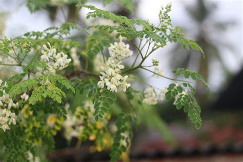 list of edible flowers in the philippines|Five Philippine indigenous edible flowers that you should try.